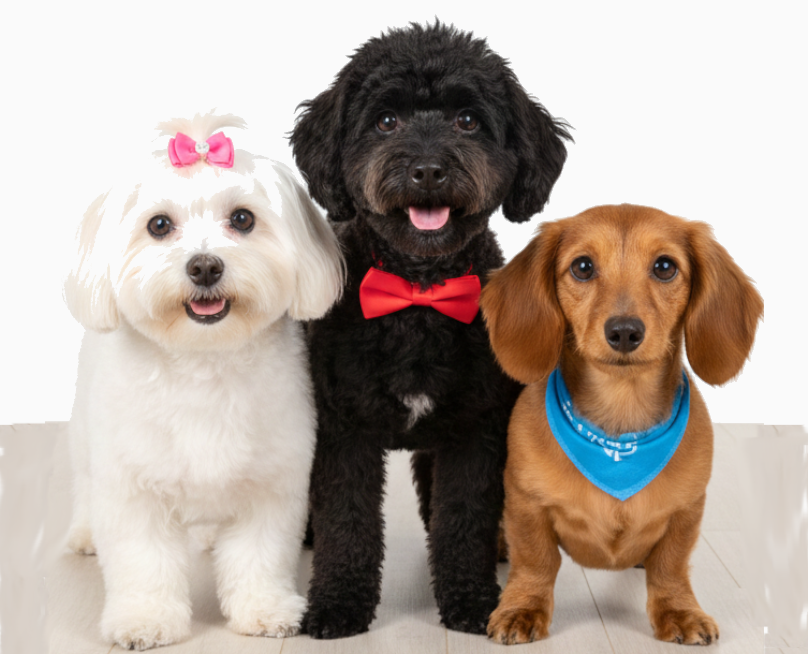 The Fresh Pet Parlor