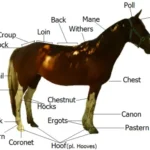 equine anatomy, mane, tail, pastern, fetlock, forelock
