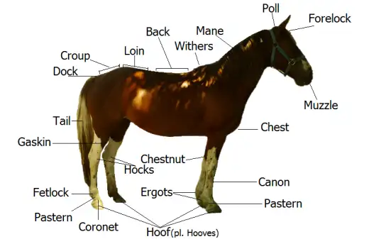 equine anatomy, mane, tail, pastern, fetlock, forelock