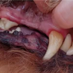 dog teeth cleaning