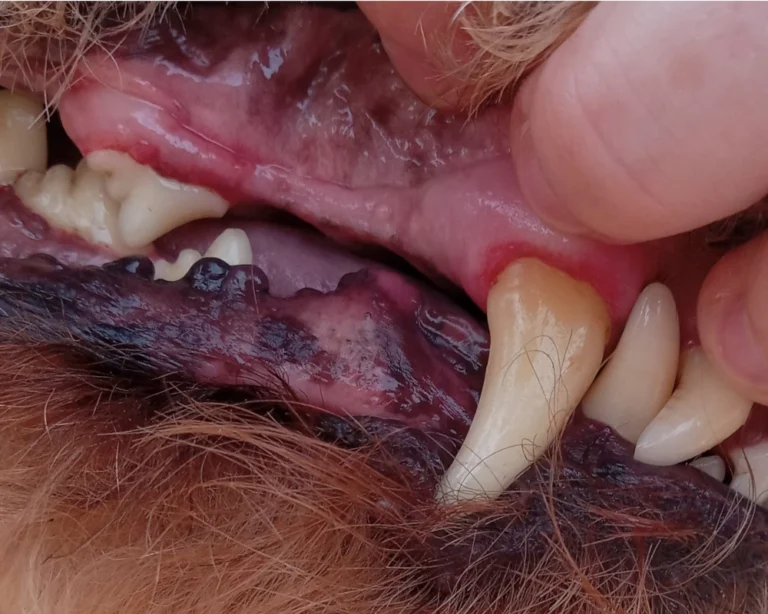 dog teeth cleaning
