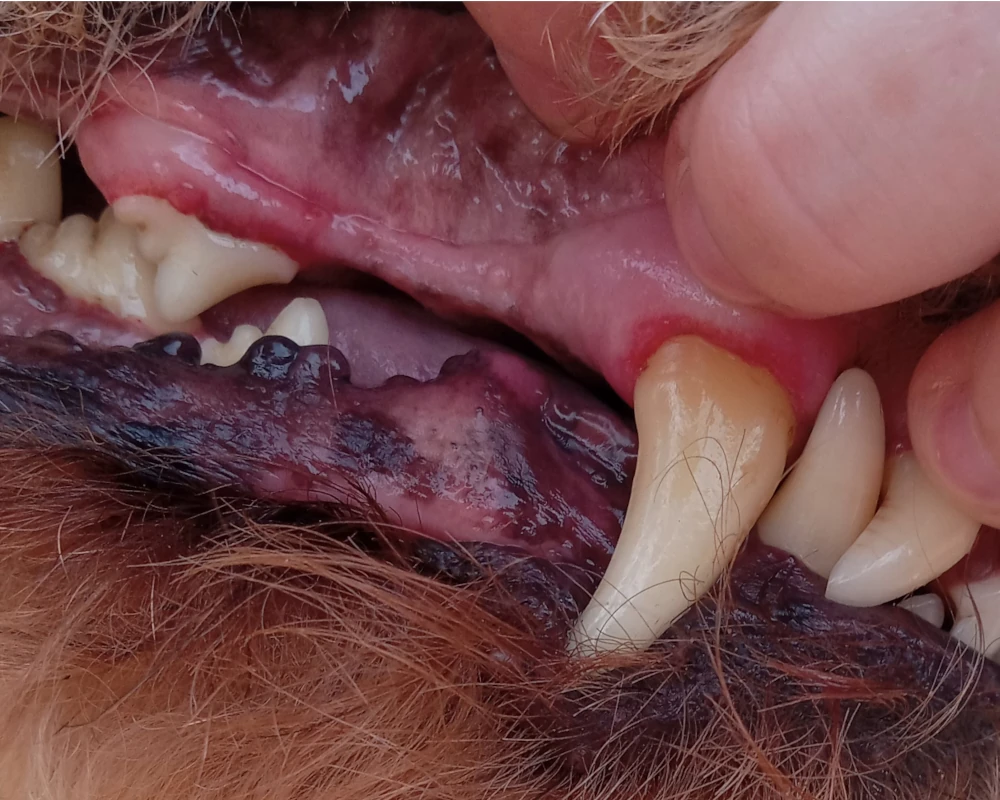 dog teeth cleaning