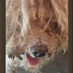 Dog with severe matting