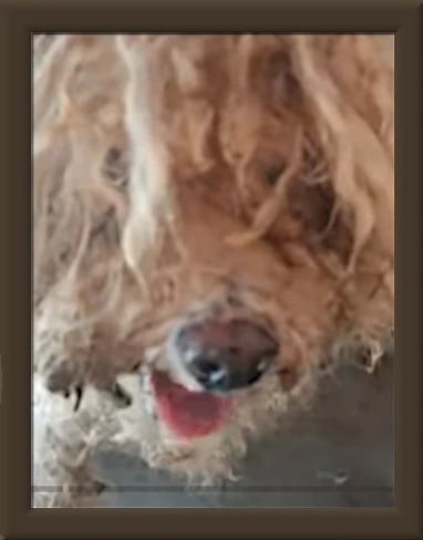 Dog with severe matting