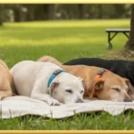 A row of senior dogs sleeping
