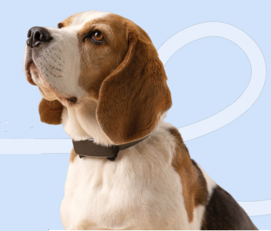 Beagle wearing Tractive Smart Collar