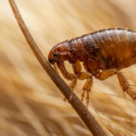 An up close picture of a flea