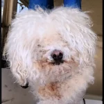 Front view of matted poodle