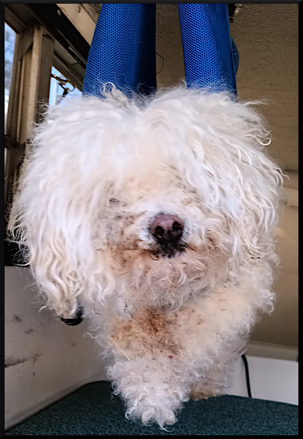 Front view of matted poodle
